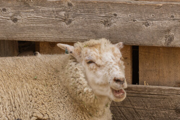 A Sheep by a Wooden Fence