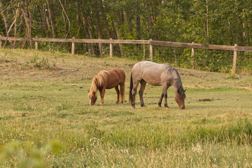 Some Horses at a Barn
