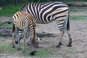 Fototapeta na wymiar The Family burchell zebra is standing in national park