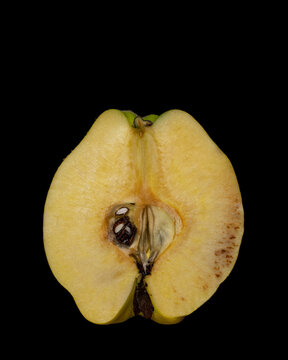 Quince in longitudinal section 2