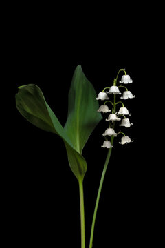 Lily of the valley