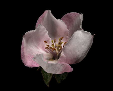 Quince Blossom 1