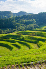 rice terraces in island