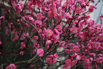 ピンク色の梅の花
