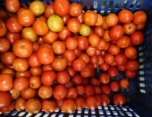 Tomatoes in basket in India