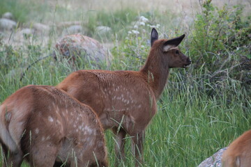 deer in the grass