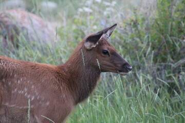Young Elk, Jasper National Park, Alberta