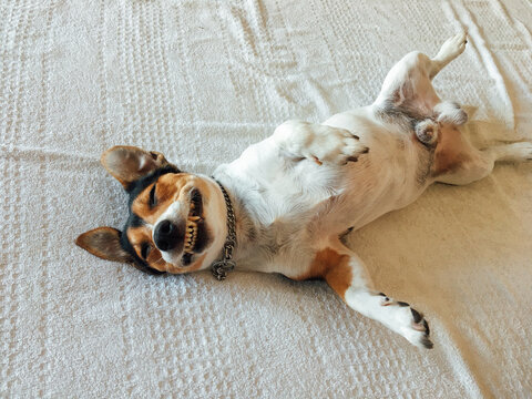 Adorable Smiling Dog Lying on Bed