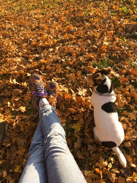 Cropped Image of Girl and Her Dog in Autumn Leaves