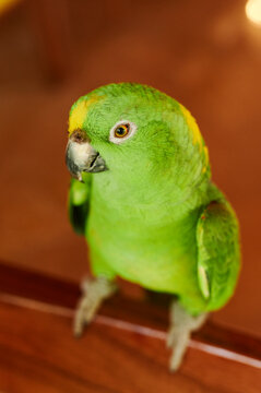 Parrot sitting on a ledge indoors