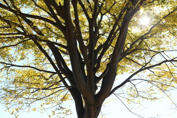 tree in autumn