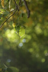 green leaves in sunlight