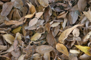 leaves in the autumn