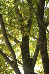 Obraz premium tree in the park