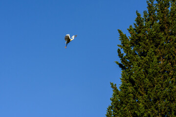 Garza blanca llegando a la copa de los árboles sobre cielo azul profundo. Ave volando.