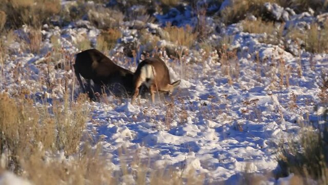 mule deer fighting in the snow during the rut