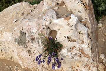 Green plants and flowers grow on rocks and mountain cliffs.
