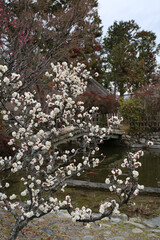 京都の神社の境内に咲く白梅