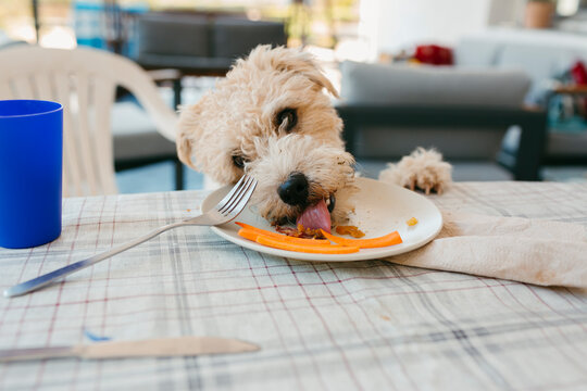 Dog stealing food from plate on table in outdoor home porch
