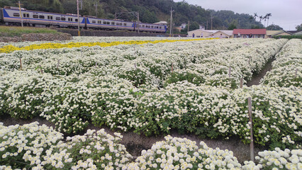 Beautiful view Tonggong Chrysanthemum Season , Taiwan