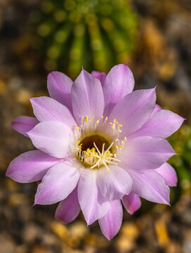 flowering pink cactus bloom