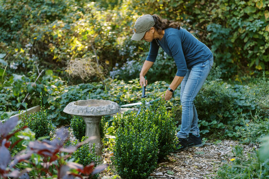 Middle Aged Woman Doing Garden Work