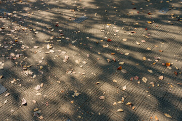 木の影と落ち葉