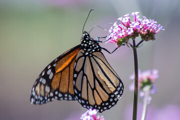 monarch butterfly on flower