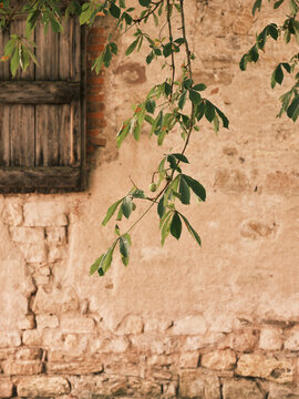 Small hanging branch of a tree, seen against an old stone country wall