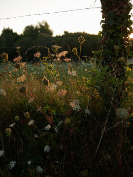 Wild field flowers bathed in warm early morning light with barbed wire