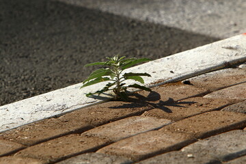 Green plants and flowers grow on rocks and mountain cliffs.