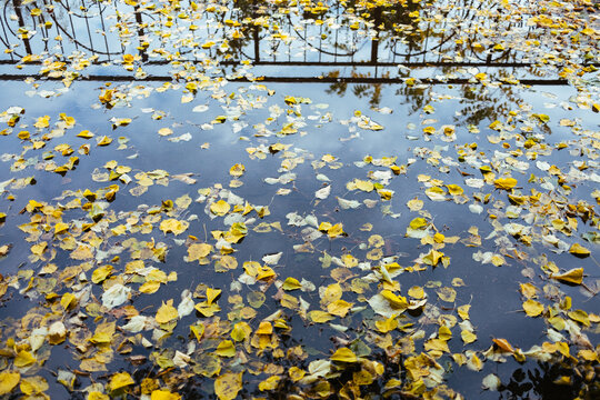 A puddle with autumn foliage.