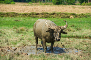 Fototapeta premium Landscape portrait of water buffalo standing in the field