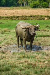 Portrait of water buffalo grazing in the field