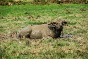 Fototapeta premium Water buffalo laying down on green pastures 