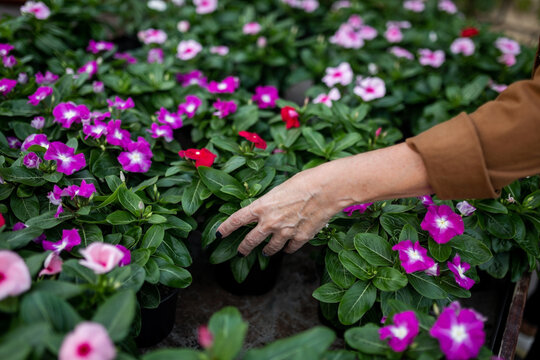 anonymous mature woman picking plants in a greenhouse