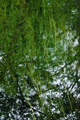 full green in pond