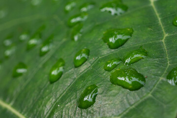 the beauty of the water drops on the leaves