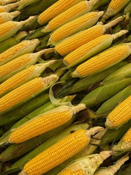 fresh corn ears on the stall in the market