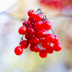 Red viburnum berries on the branches in the garden. Blurred autumn background