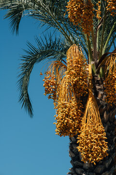 palm tree full of dates in the street