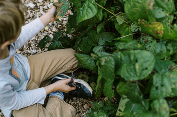 Little boy picking beans in the garden