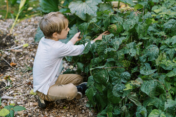 Little boy picking beans in the garden