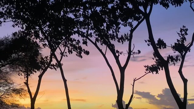 Breezy tree silhouette with multicolored sunset yellow orange pink purple blue 