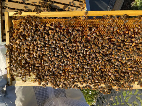 Closeup image of bee hive with honey, bees and frames