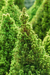 Beautiful natural spring tree background.