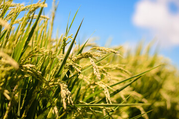 Naklejka premium 青空と稲穂