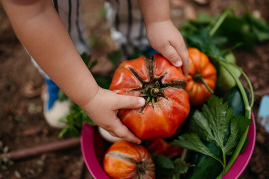 Child picks tomato from bowl.