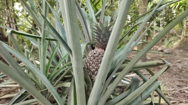 New baby wild pineapple plant, green leaf and organic small fruit growing on farm field or plantation land ground soil. Ananas comosus agriculture and harvest concept. Beautiful close up side view.