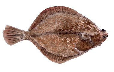 メイタガレイ 手描き水彩画